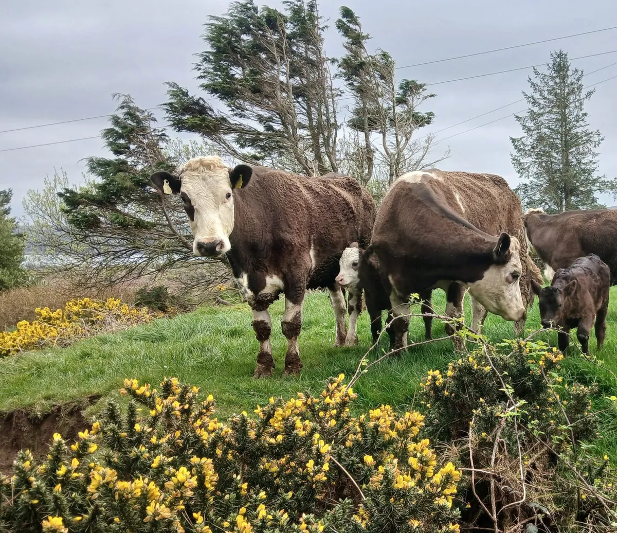 Suckler Heifers - Image 2