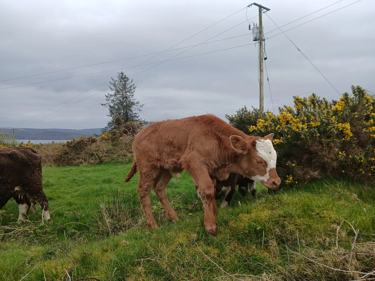 Suckler Heifers - Image 3