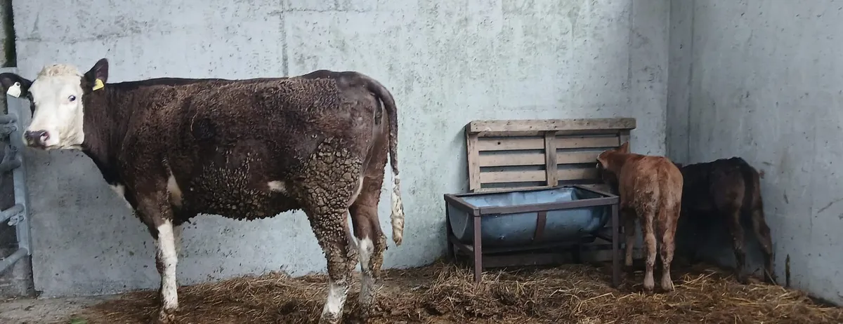 Suckler Heifers - Image 4