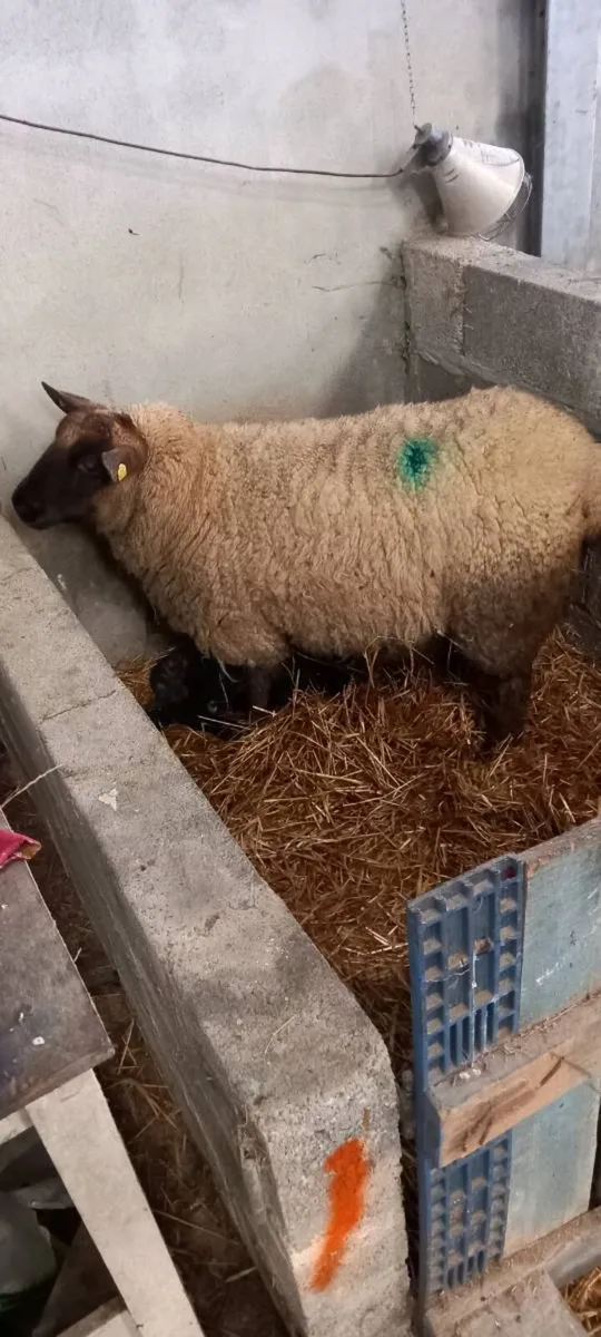 Foster ewe