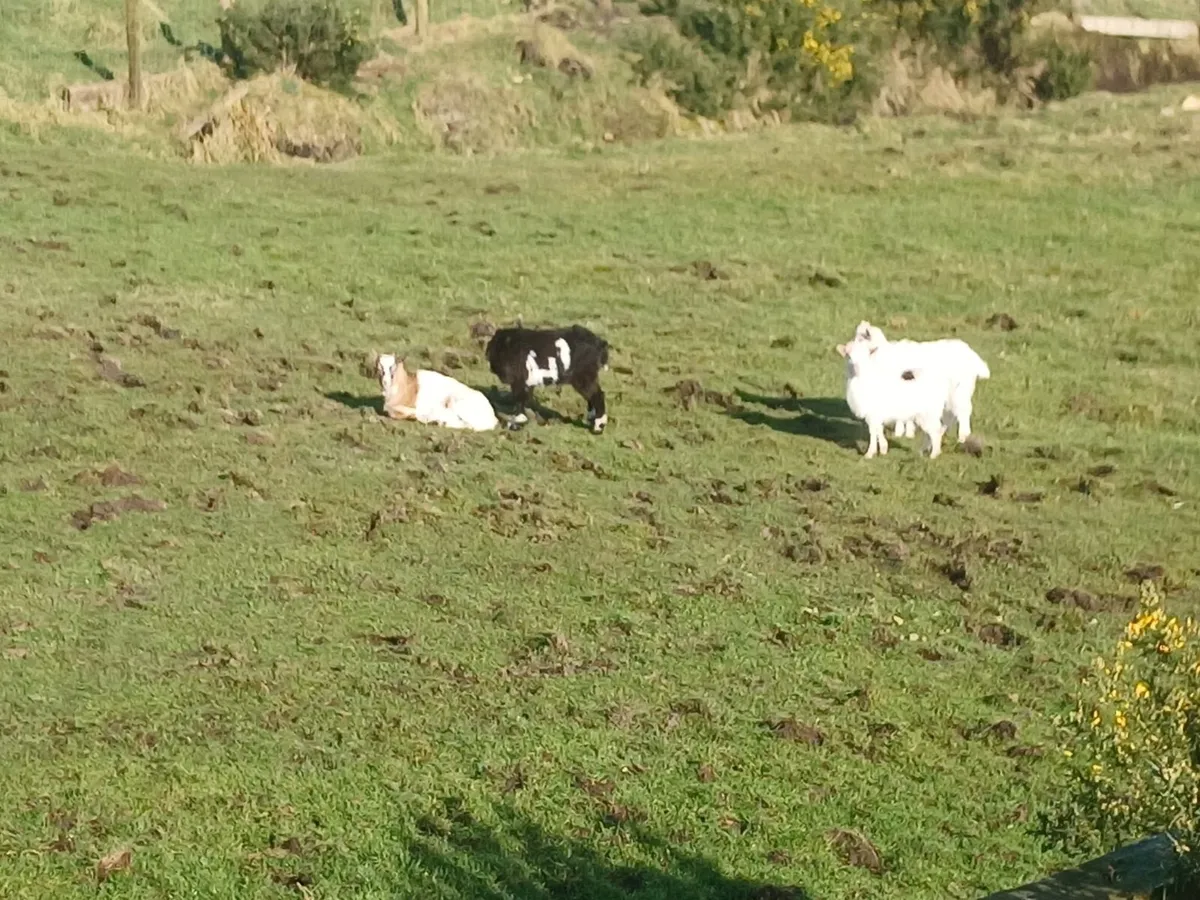 Pygmy kids for sale - Image 3