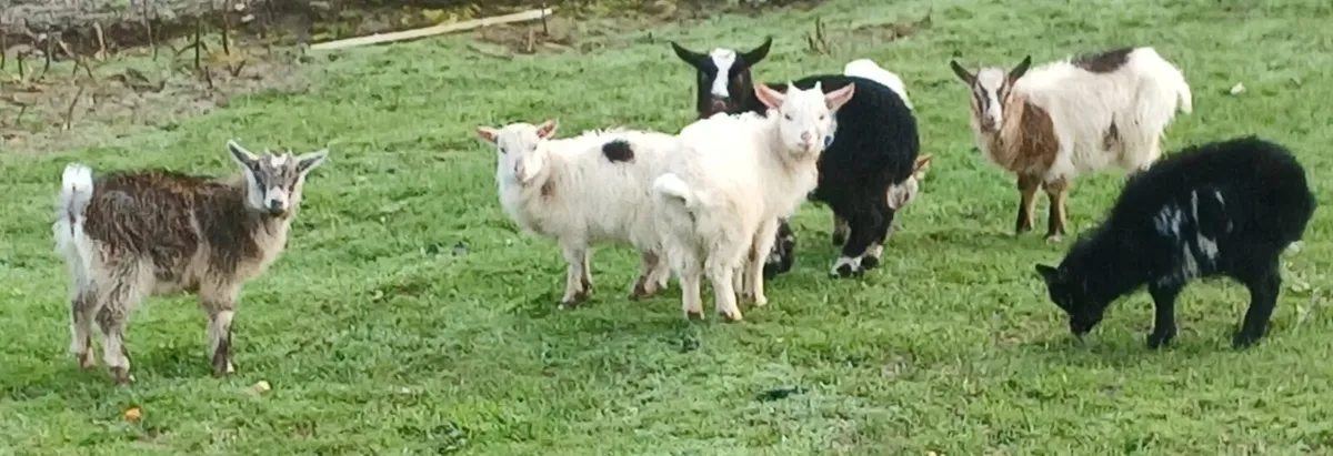 Pygmy kids for sale - Image 1