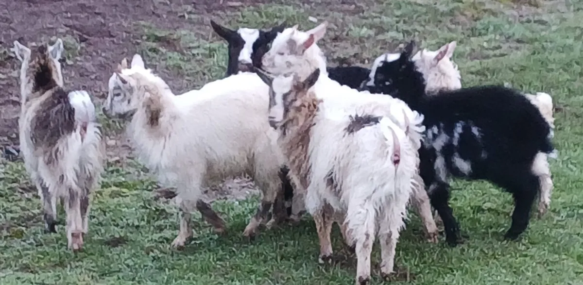 Pygmy kids for sale - Image 2