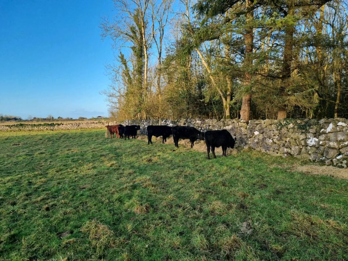 Dexter Heifers and Bullocks (PBR Organic) - Image 2