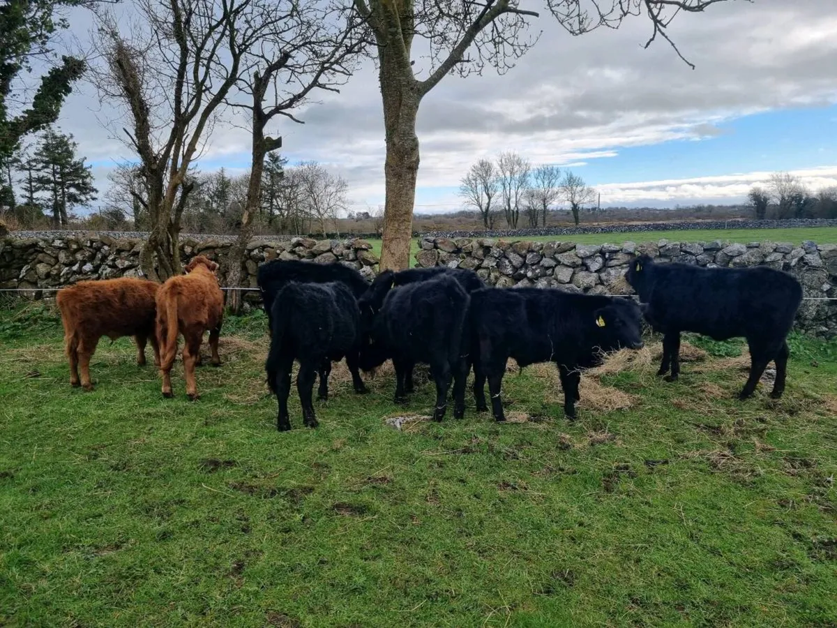 Dexter Heifers and Bullocks (PBR Organic) - Image 3