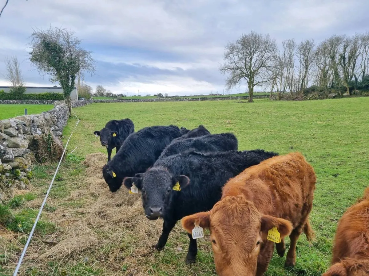 Dexter Heifers and Bullocks (PBR Organic) - Image 1