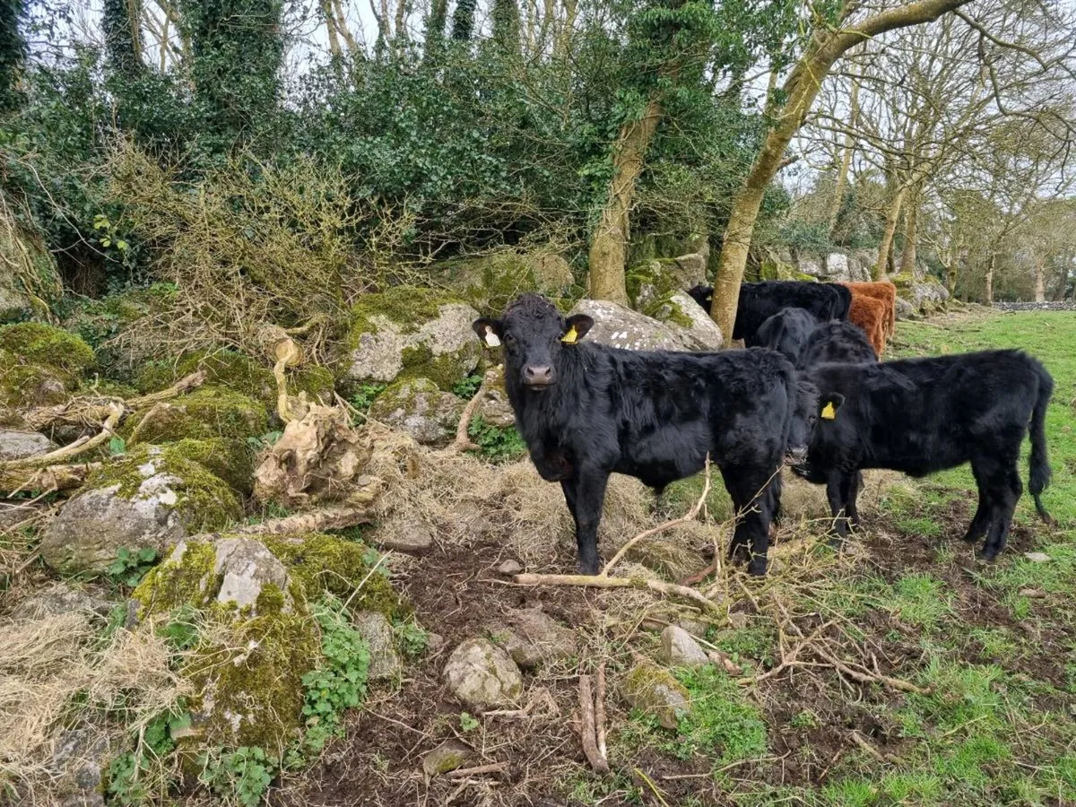 Dexter Heifers and Bullocks (PBR Organic) - Image 4