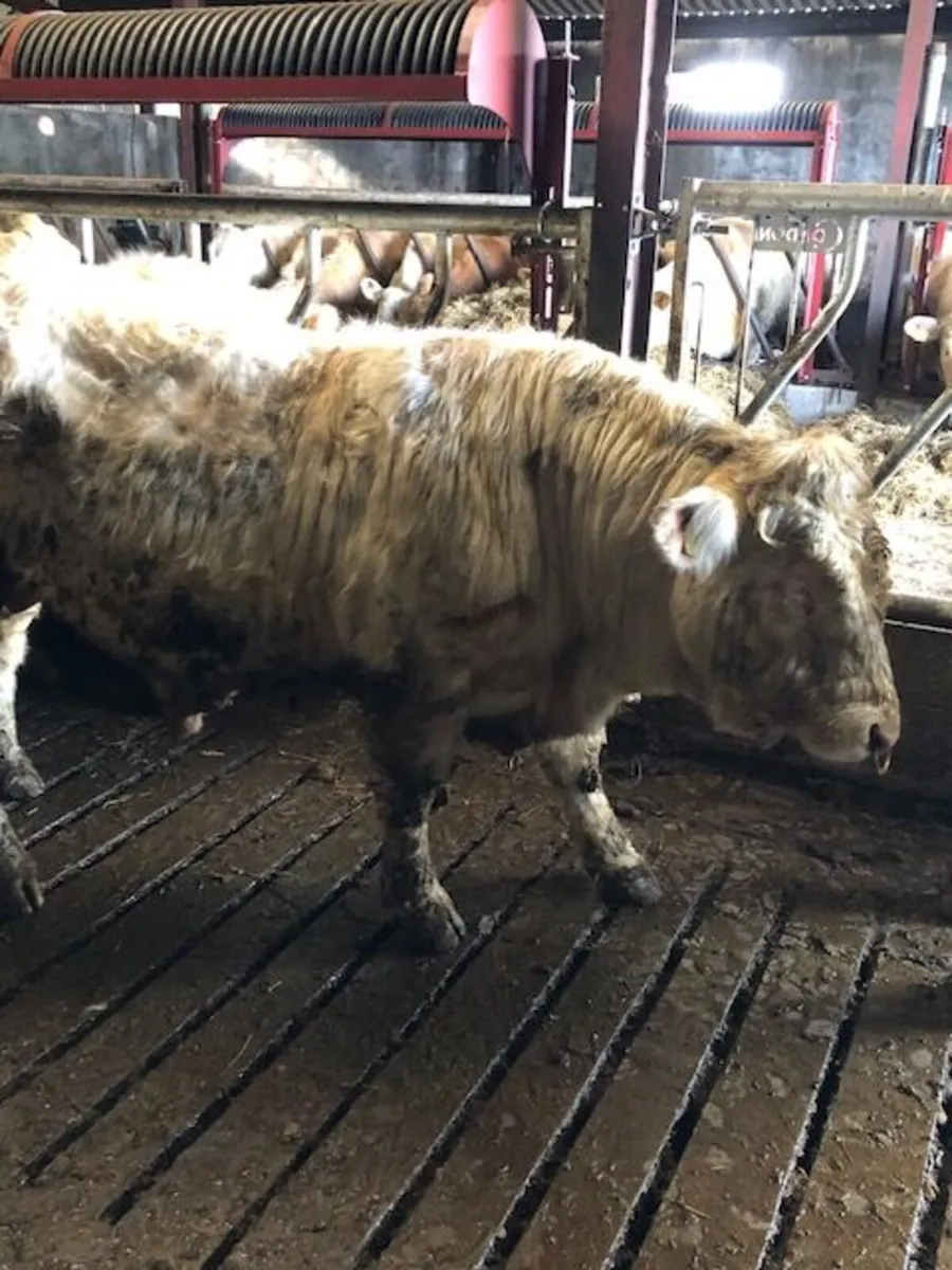 Easy Calving 5* Pedigree Charolais Bull - Image 3