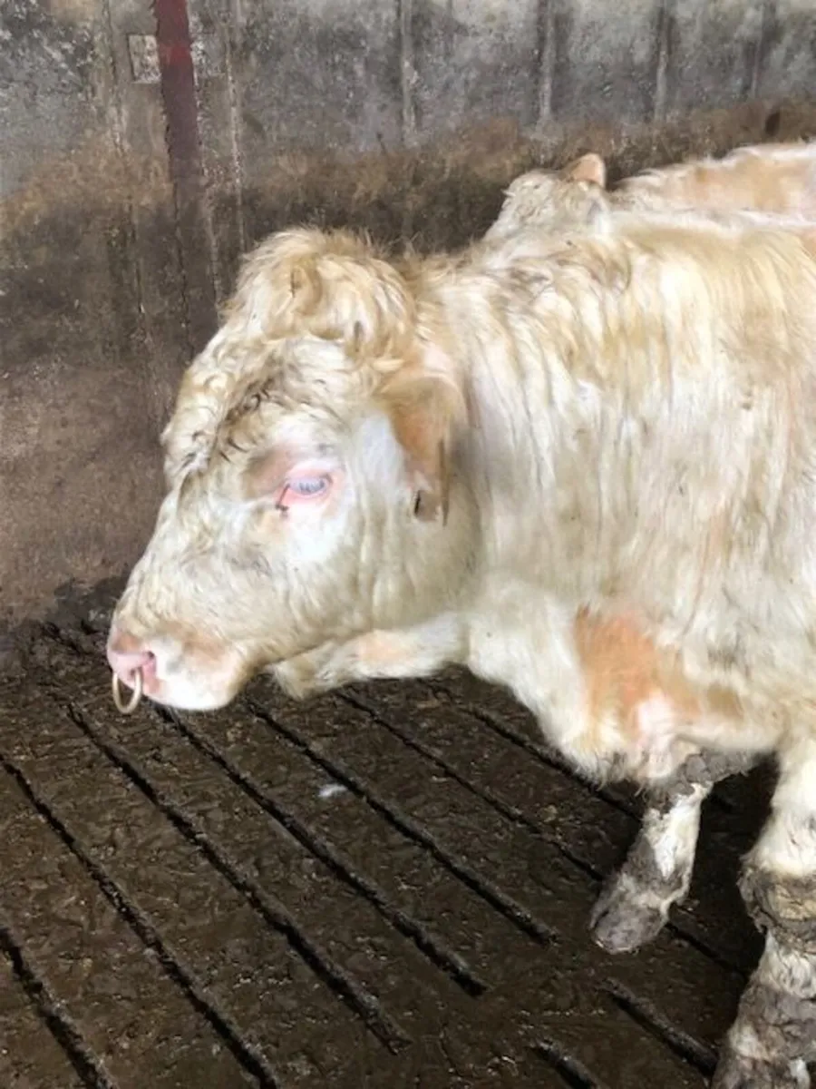 Easy Calving 5* Pedigree Charolais Bull - Image 1