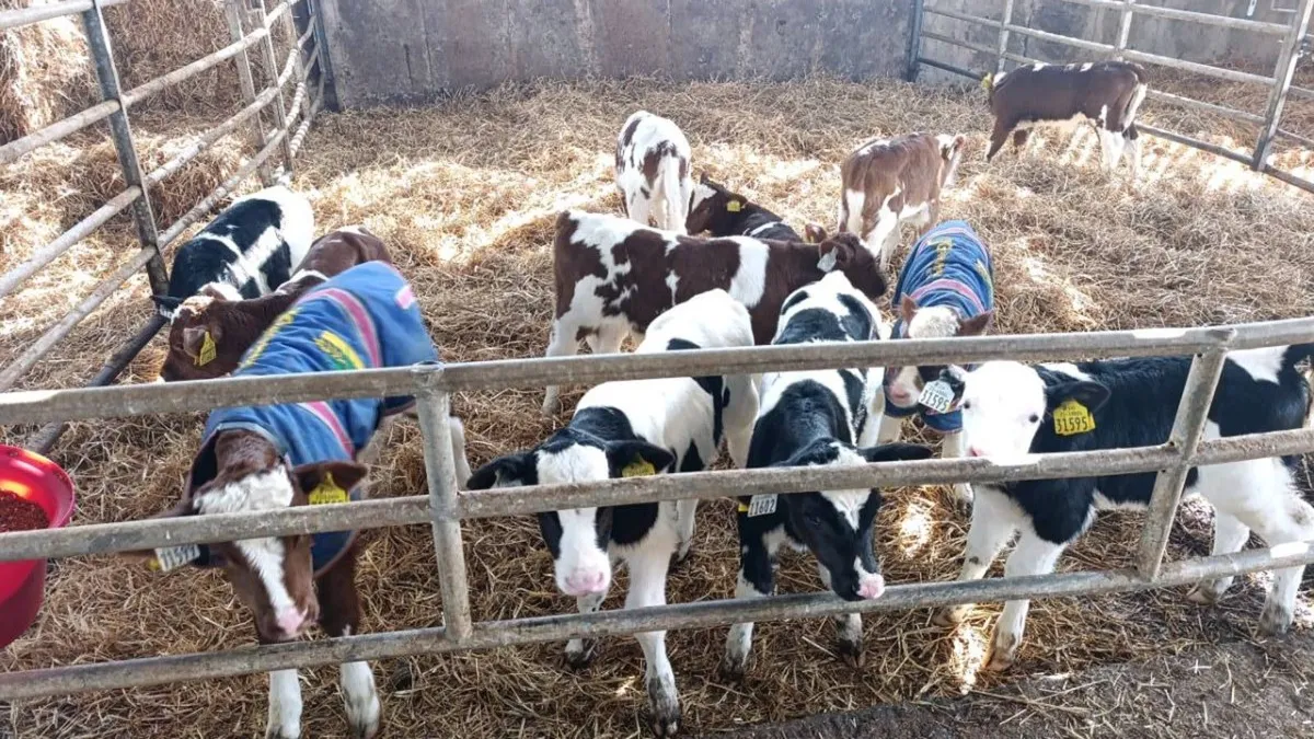 Angus, Shorthorn & Friesian Bull Calves - Image 1