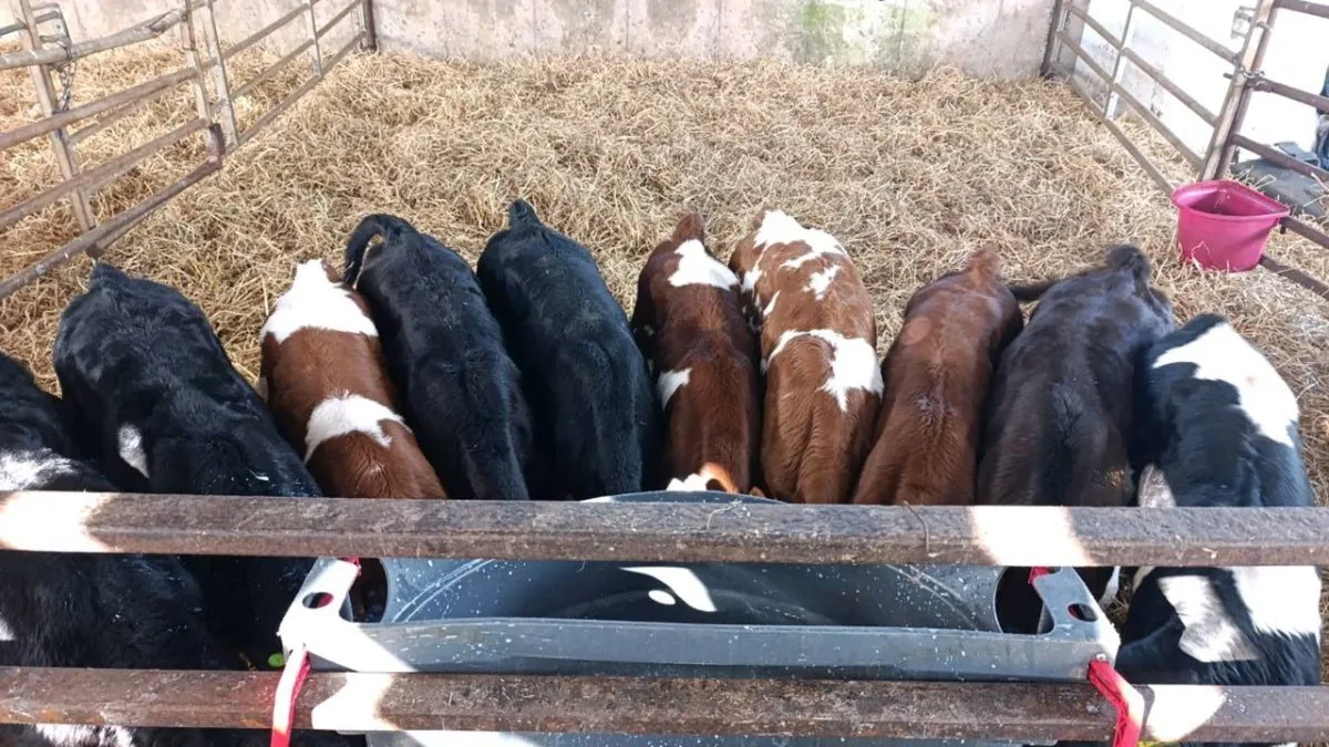 Angus, Shorthorn & Friesian Bull Calves - Image 2