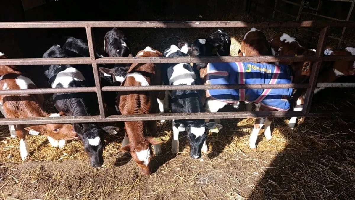 Angus, Shorthorn & Friesian Bull Calves - Image 3