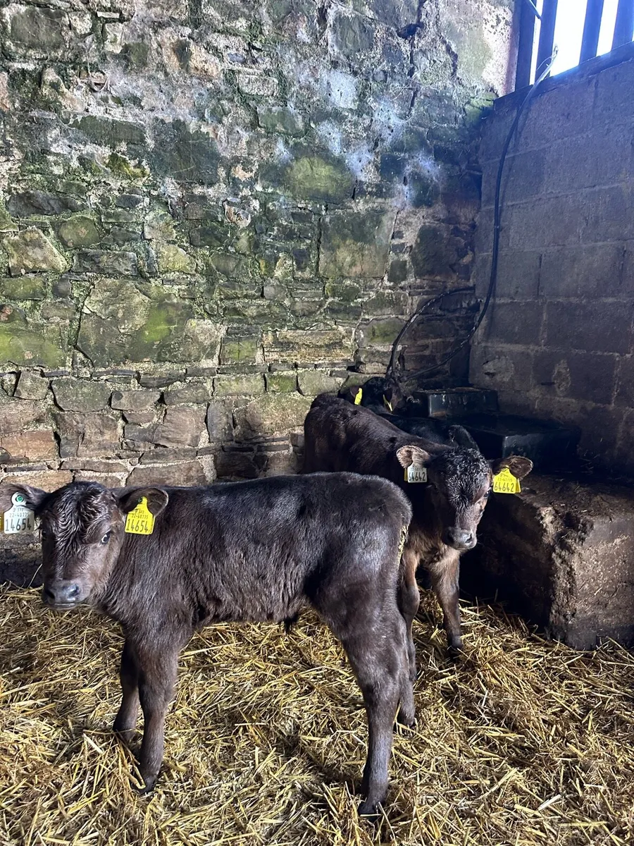 🌟3 super Angus bulls 🌟 - Image 3