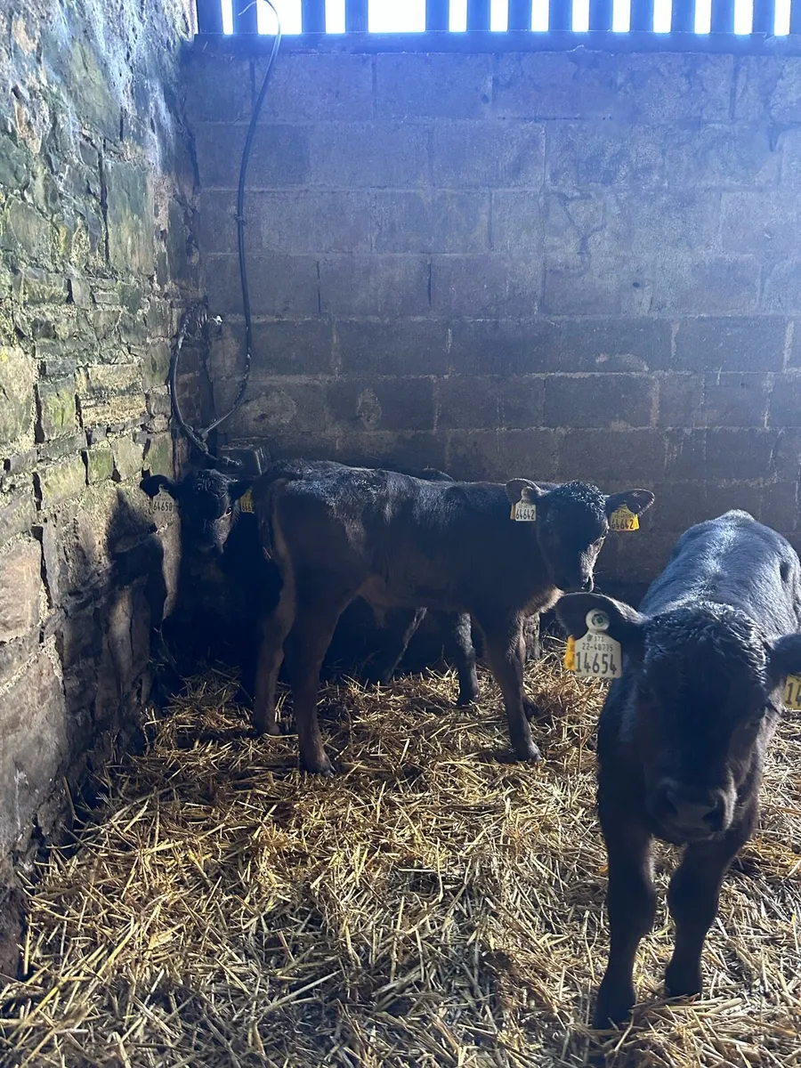 🌟3 super Angus bulls 🌟 - Image 1