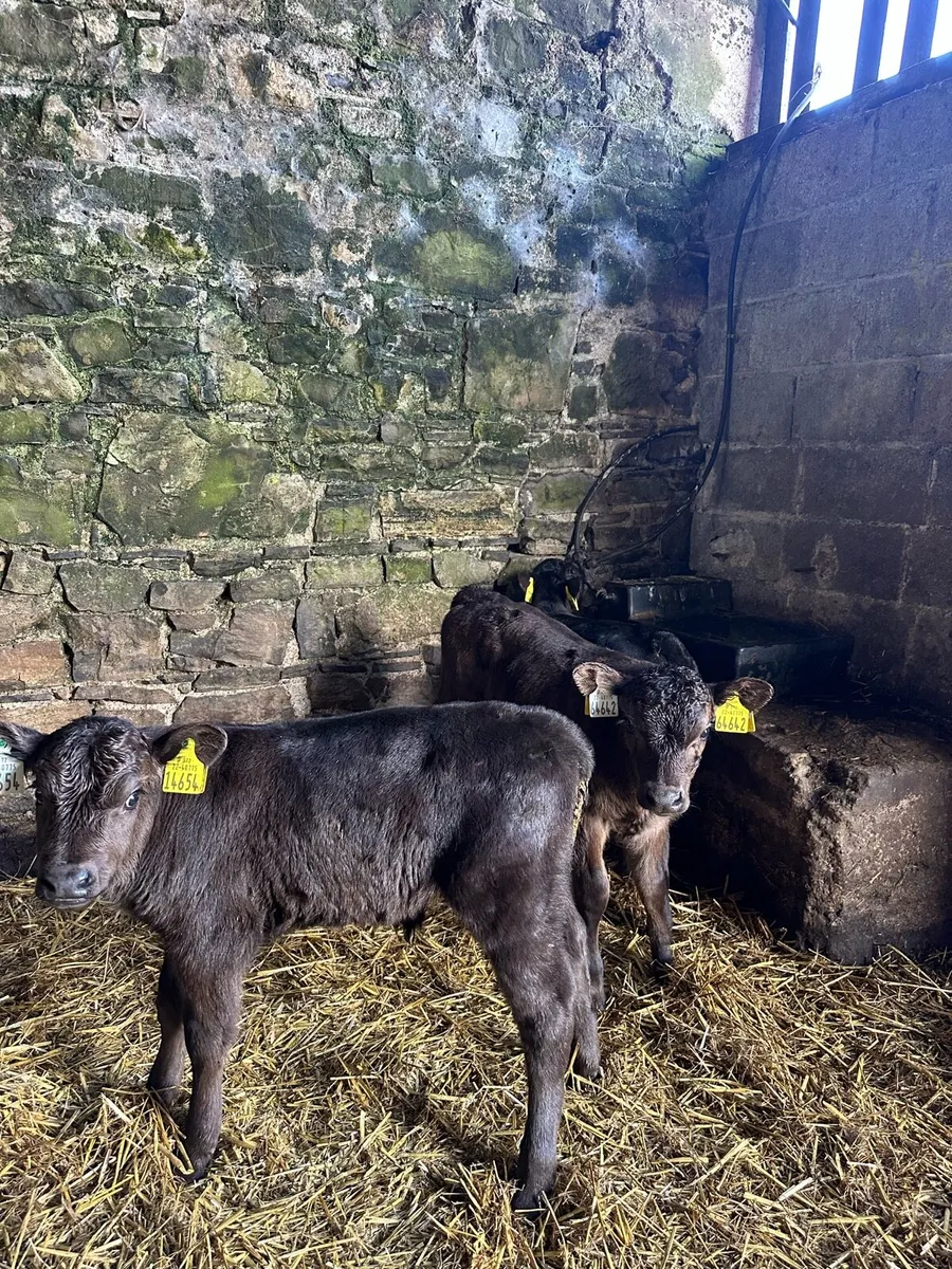 🌟3 super Angus bulls 🌟 - Image 4