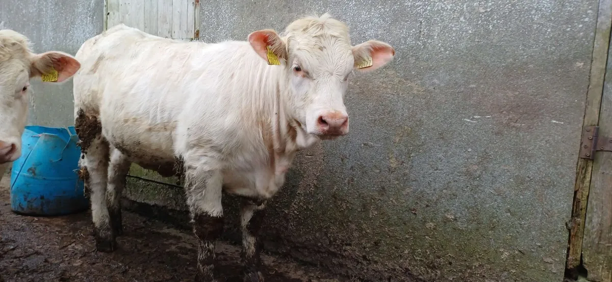 Pedigree Registered Charolais Heifer For Sale - Image 4