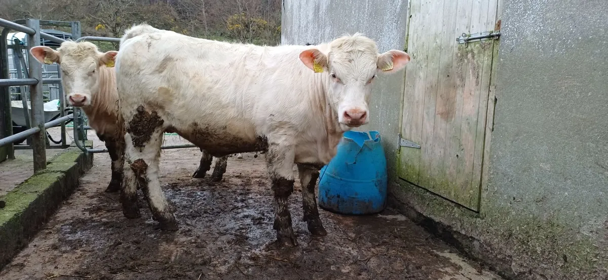 Pedigree Registered Charolais Heifer For Sale - Image 3