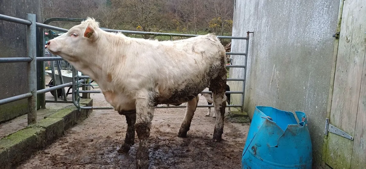 Pedigree Registered Charolais Heifer For Sale - Image 2