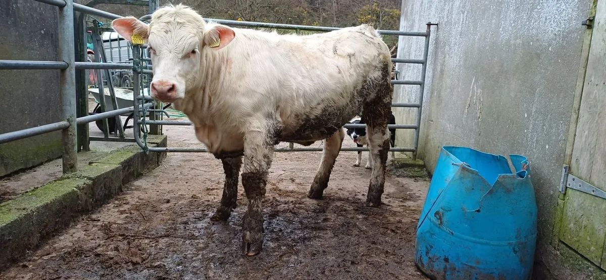 Pedigree Registered Charolais Heifer For Sale - Image 1
