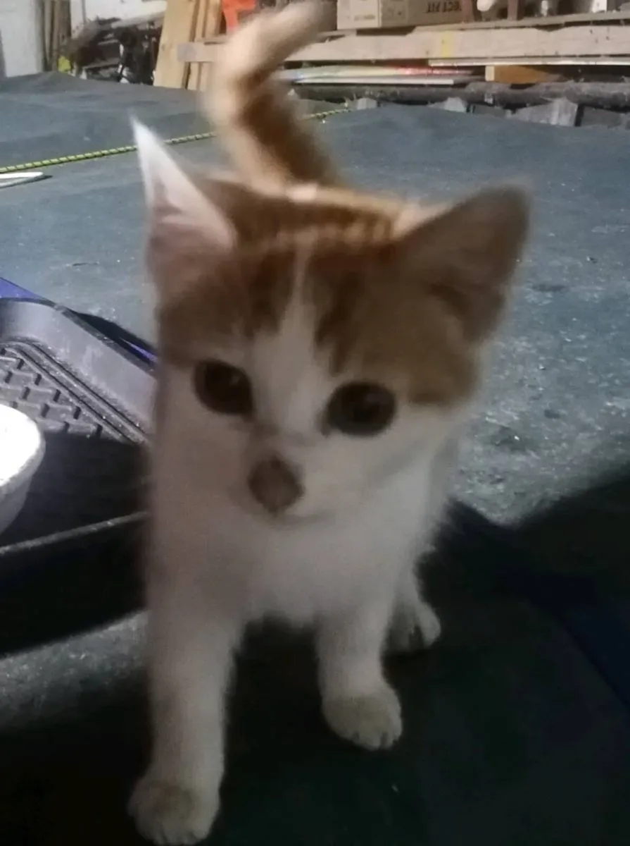 Lovely kitten - Image 1