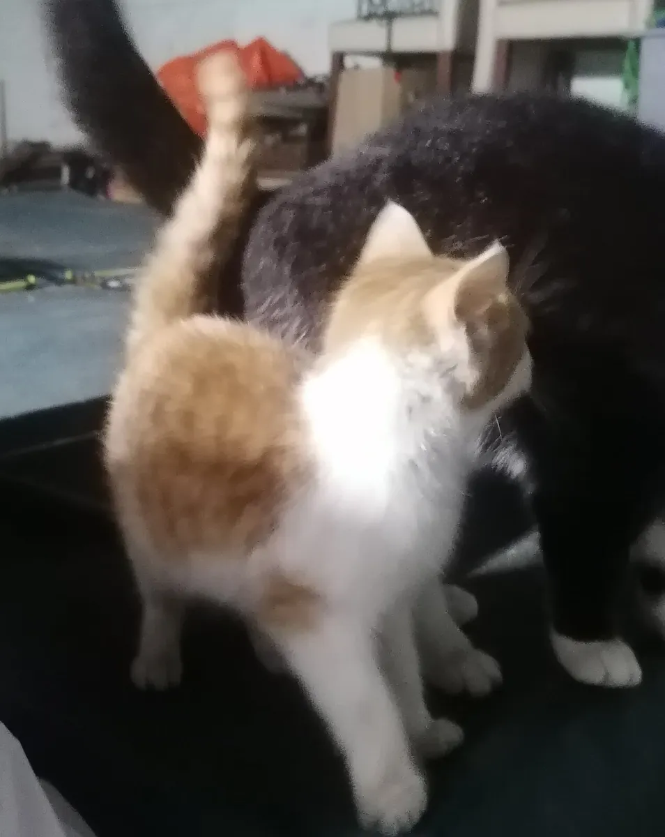 Lovely kitten - Image 2