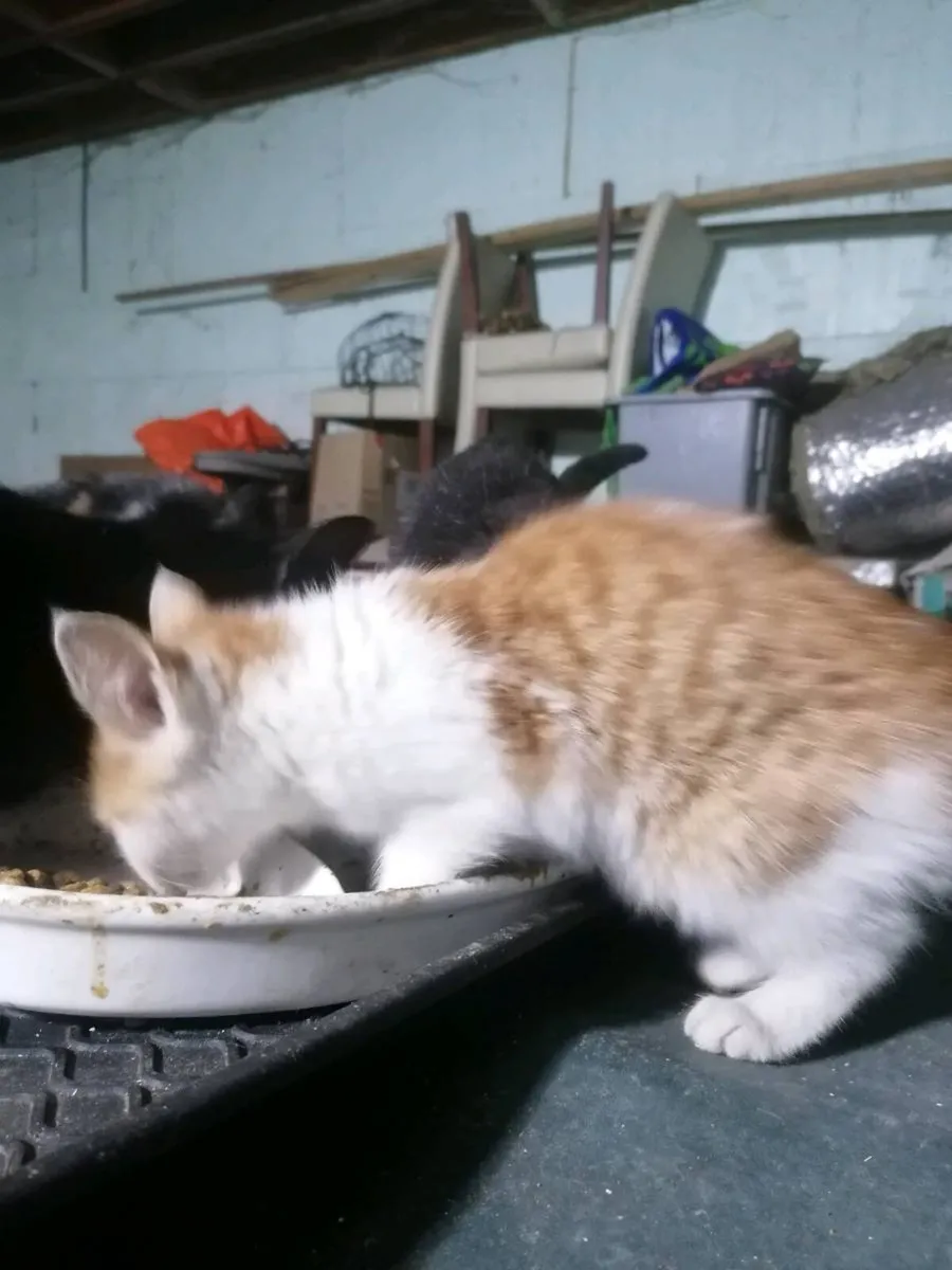 Lovely kitten - Image 3