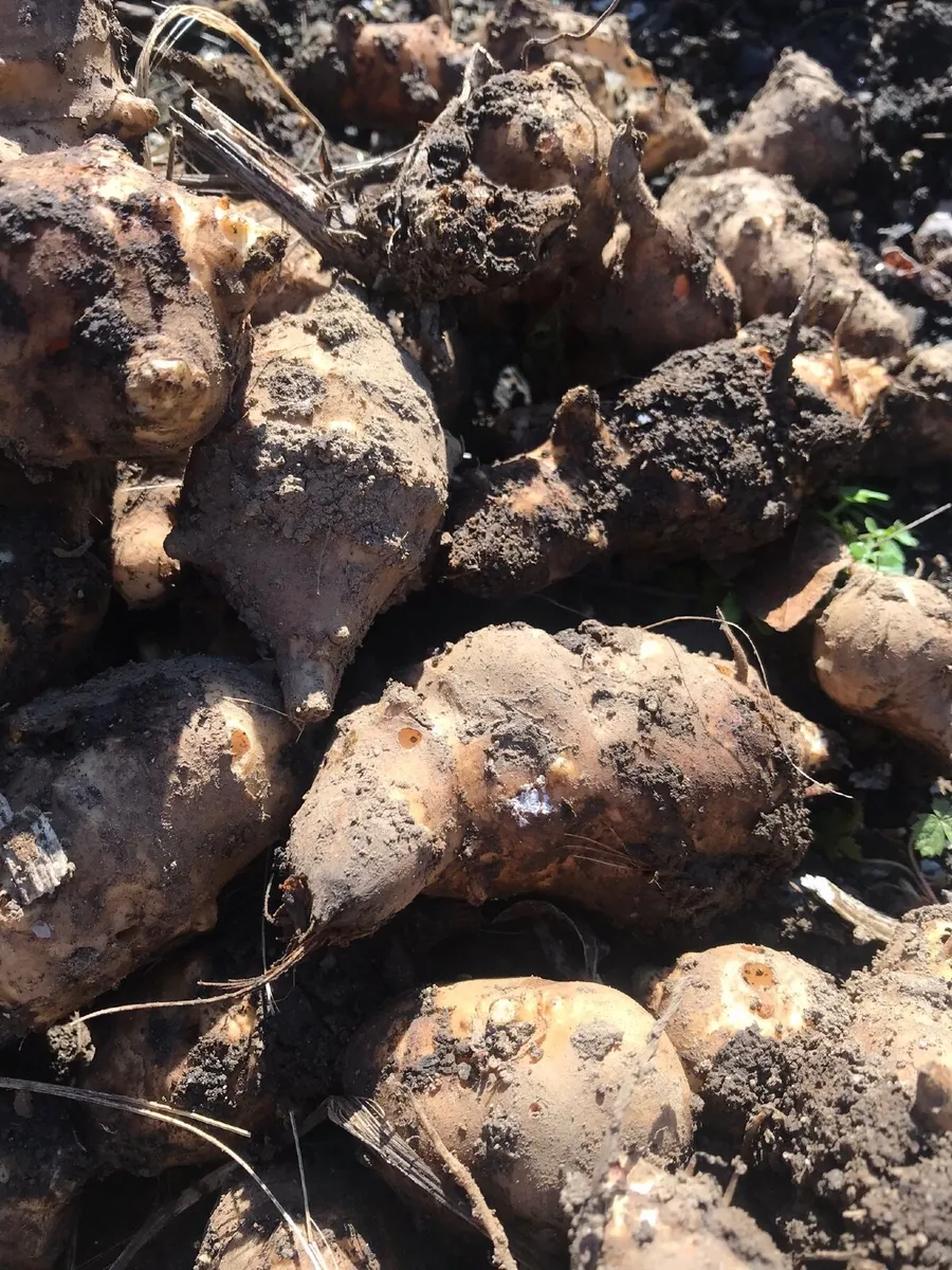Jerusalem artichoke tubers - Image 1