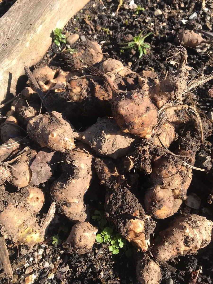 Jerusalem artichoke tubers - Image 2