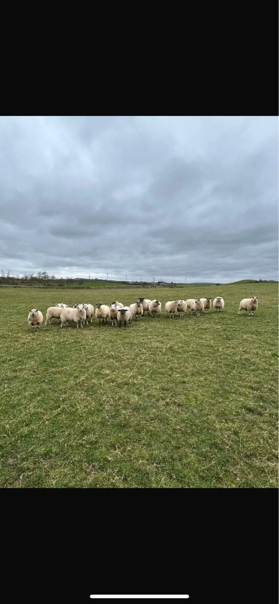 Super Ewe Lambs - Image 2