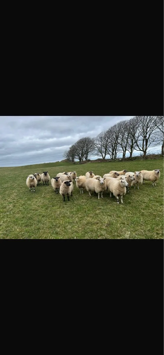 Super Ewe Lambs - Image 1