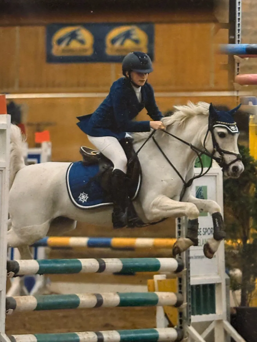 🌟 12.2 Welsh Pony 🌟 - Image 1