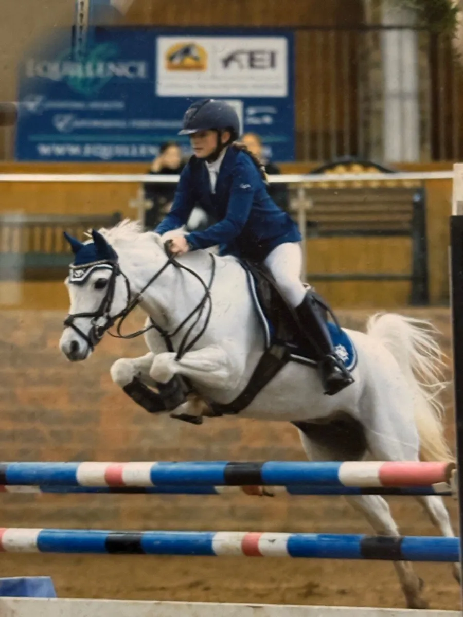 🌟 12.2 Welsh Pony 🌟 - Image 2