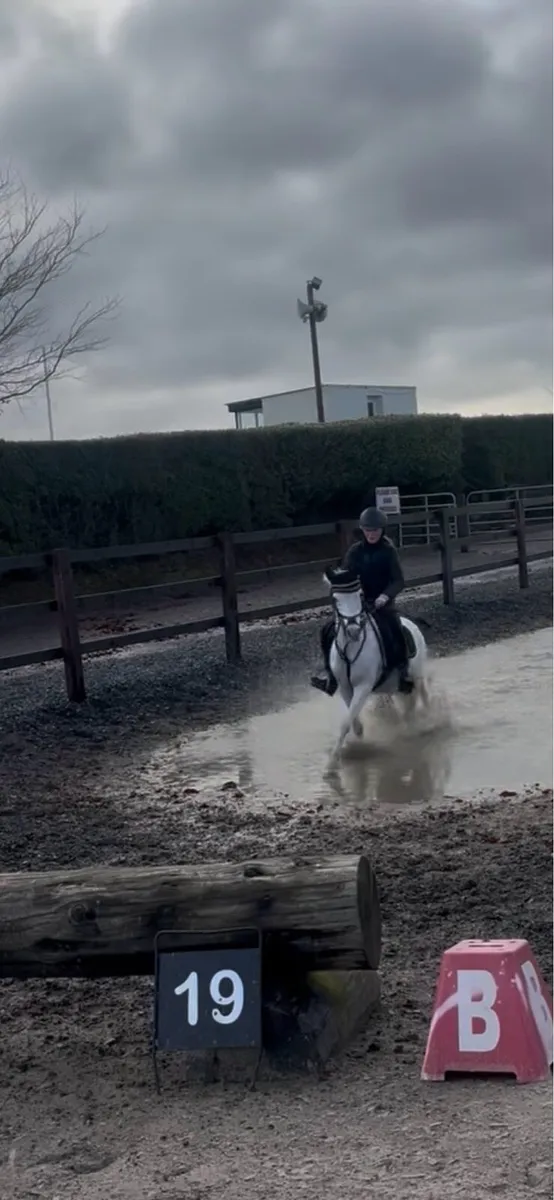 🌟 12.2 Welsh Pony 🌟 - Image 4