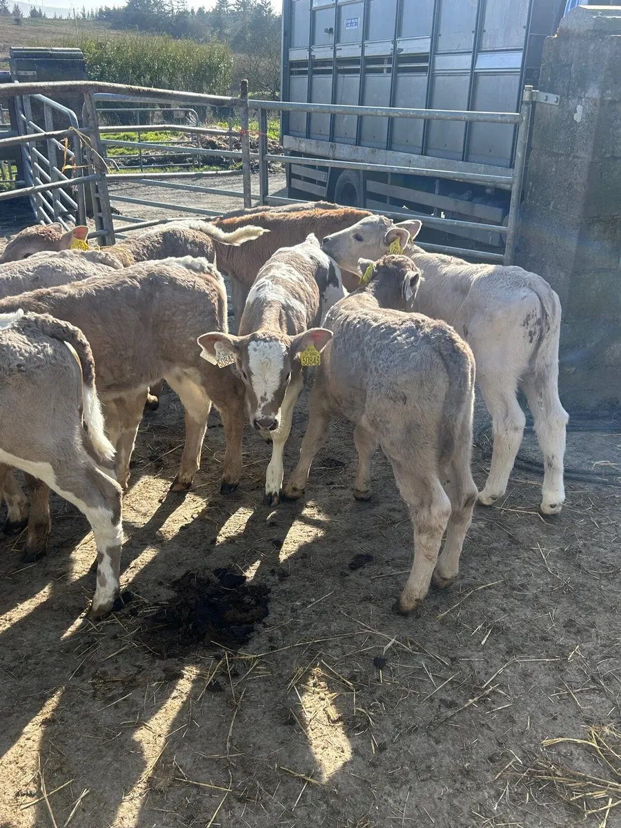 🌟10 Cracking Charlaois heifer calves 🌟 - Image 1