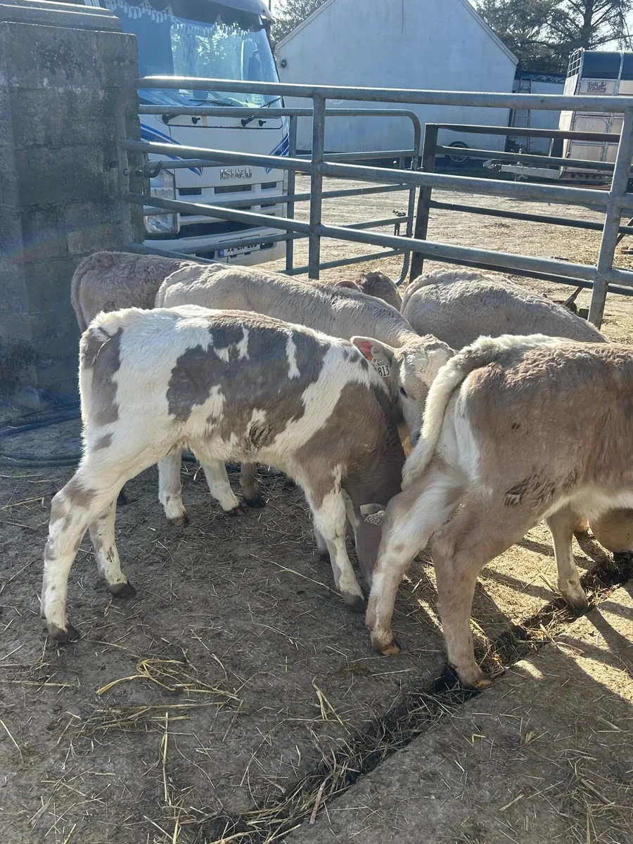 🌟10 Cracking Charlaois heifer calves 🌟 - Image 2