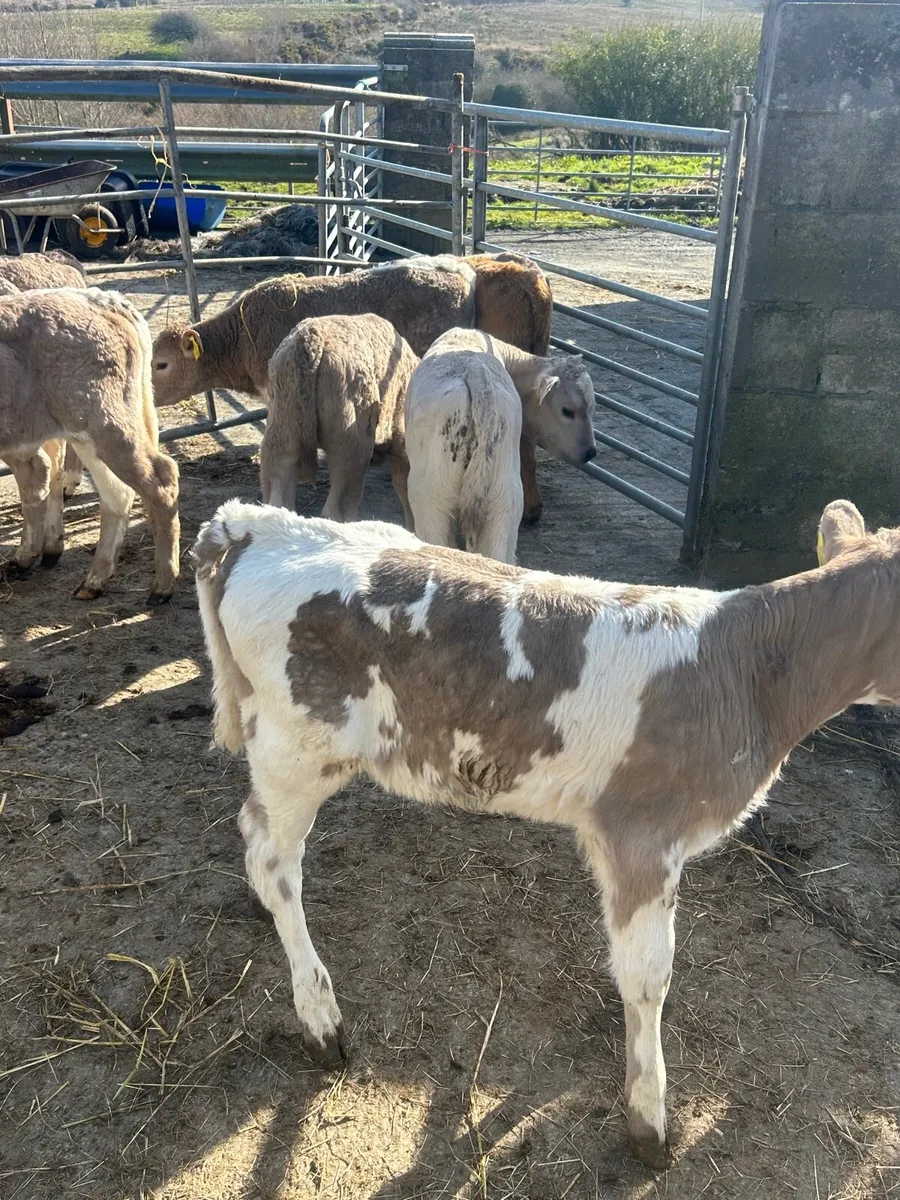 🌟10 Cracking Charlaois heifer calves 🌟 - Image 3