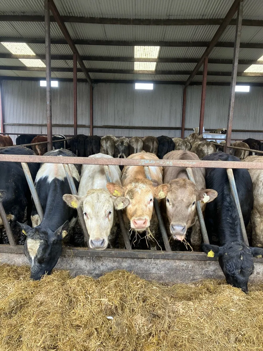 20 Yearling Bullocks - Image 4