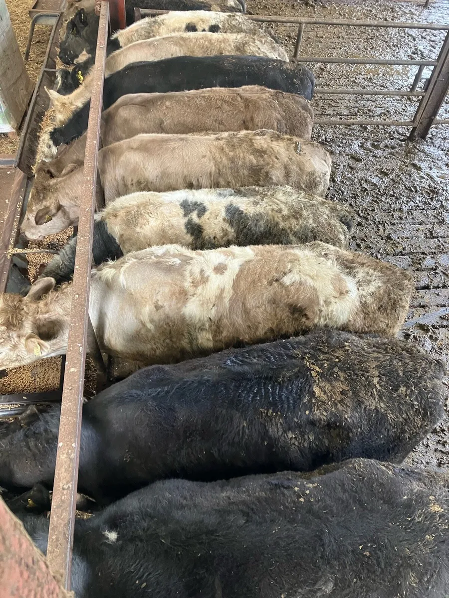 20 Yearling Bullocks - Image 2