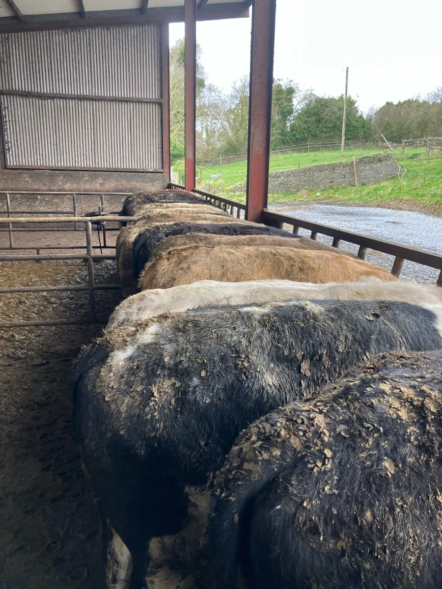 20 Yearling Bullocks - Image 3