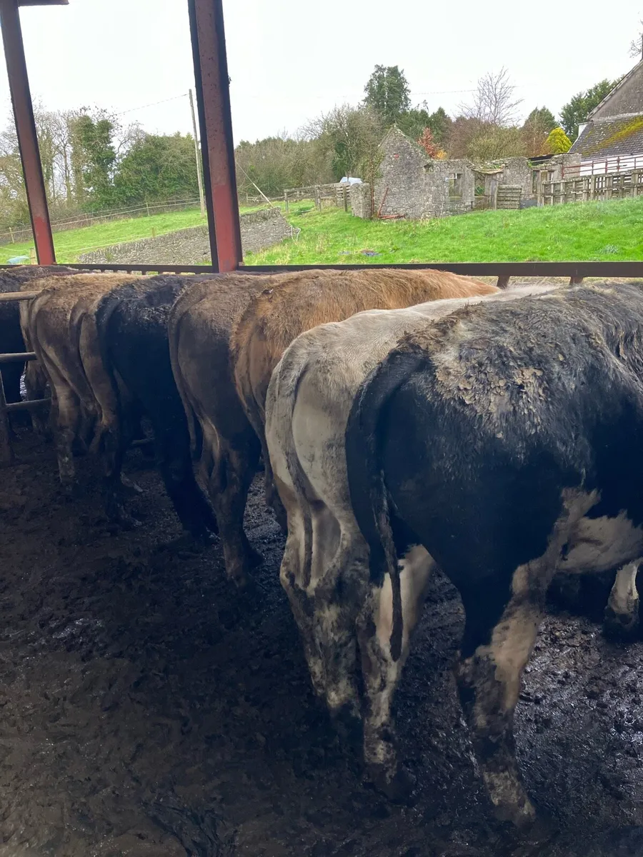 20 Yearling Bullocks - Image 1