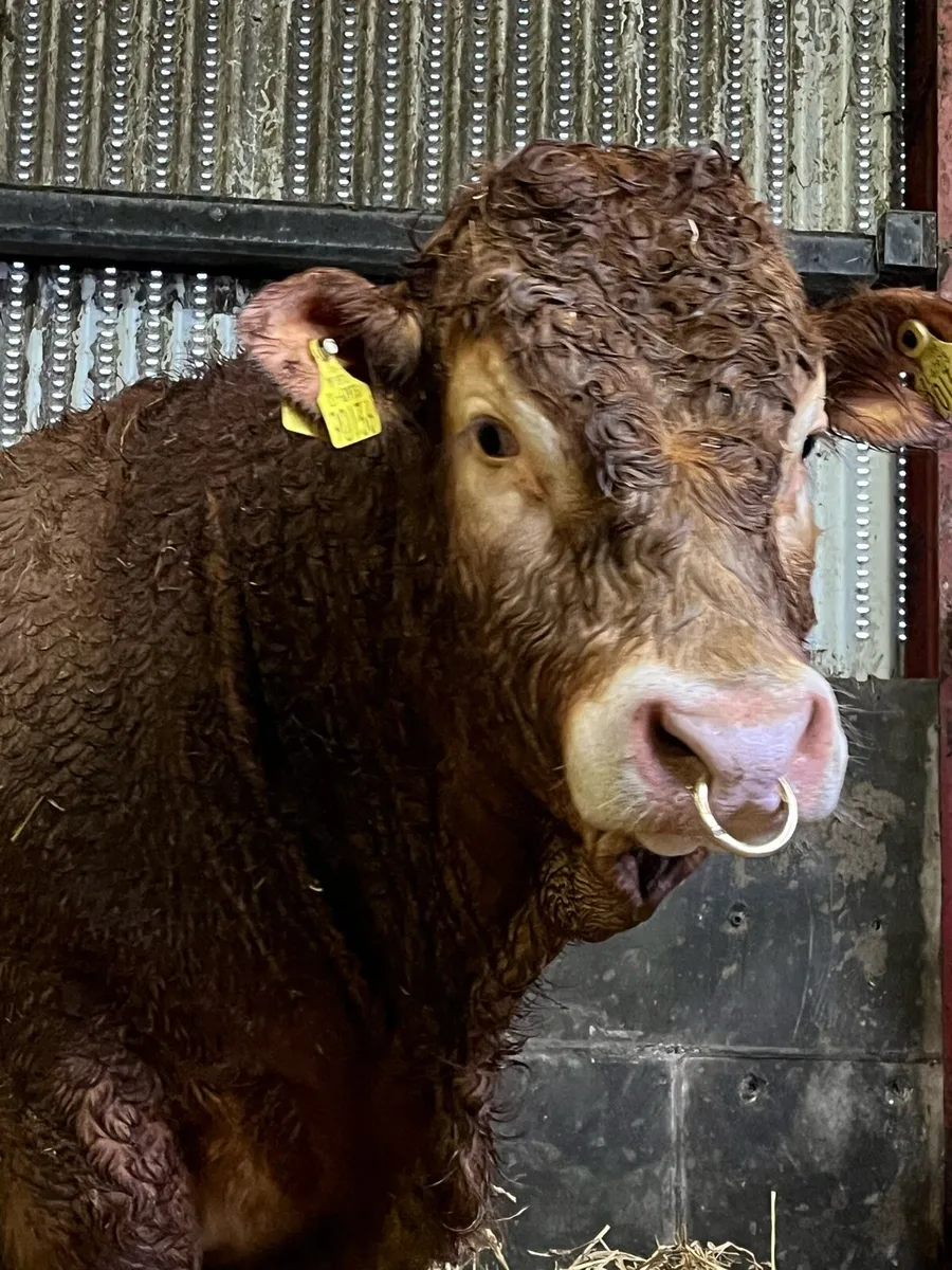 Pedigree limousin bull - Image 3