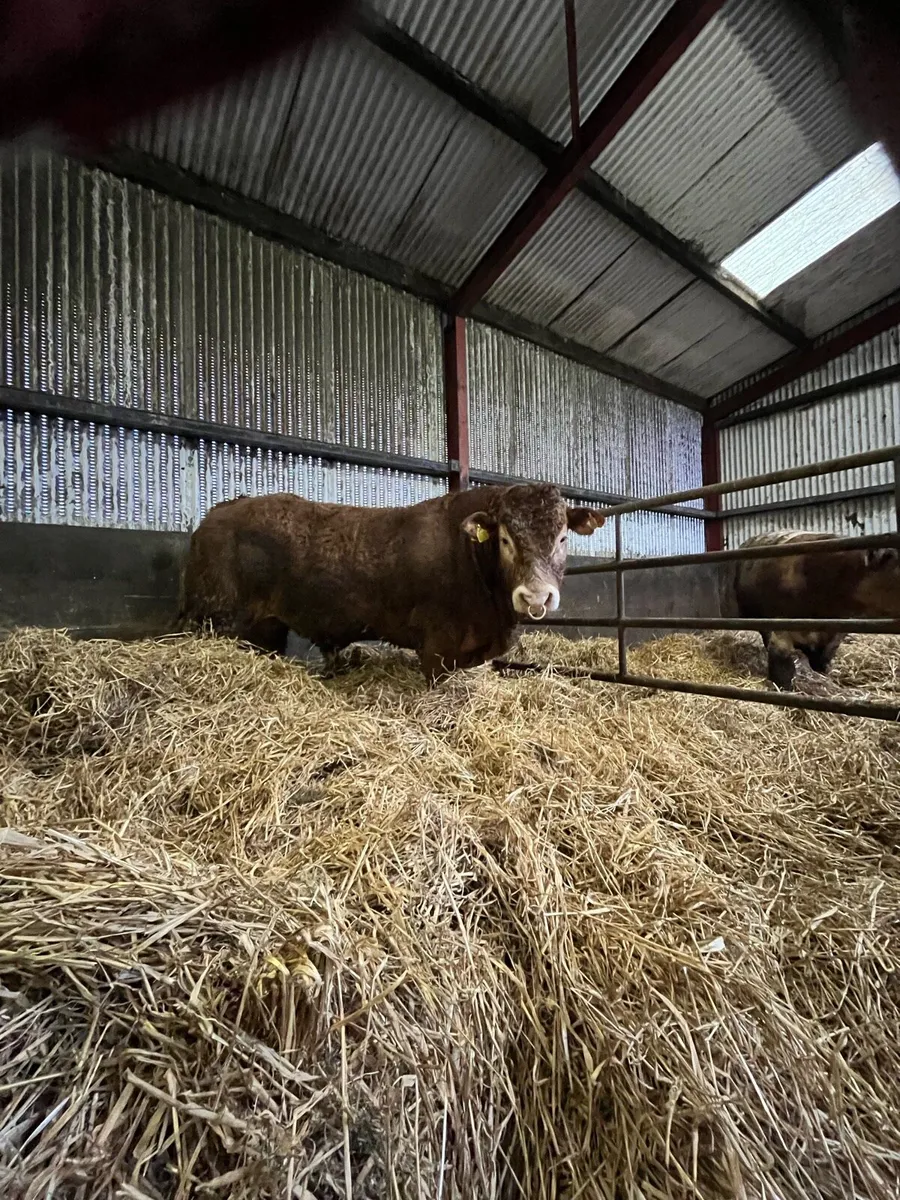 Pedigree limousin bull - Image 4
