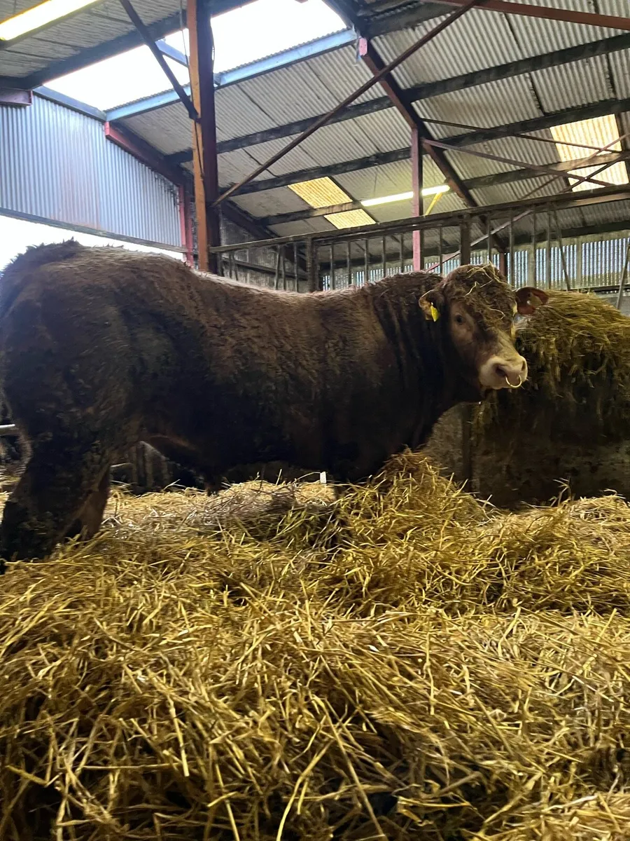 Pedigree limousin bull - Image 2
