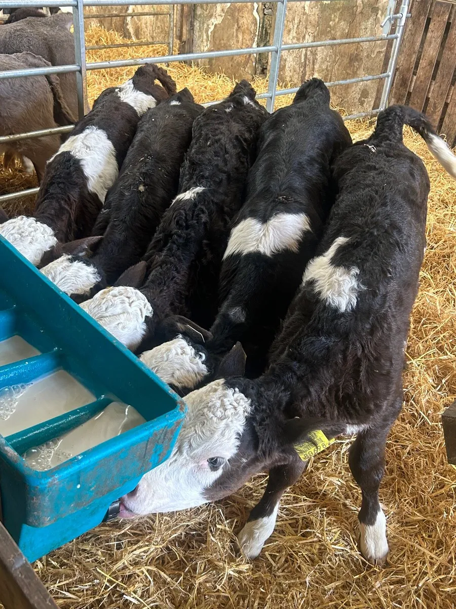 🌟5 Simmental heifer calves🌟No Moves - Image 1