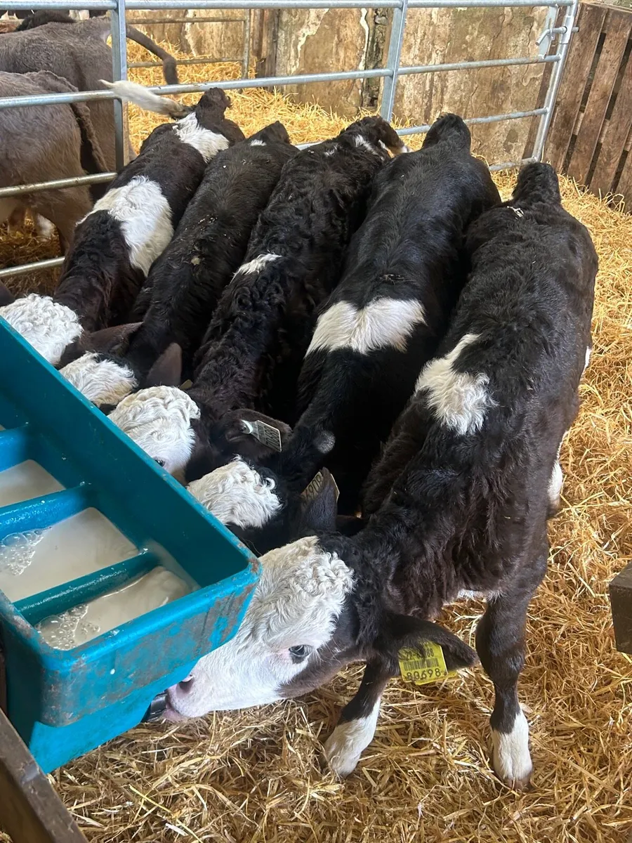 🌟5 Simmental heifer calves🌟No Moves - Image 2