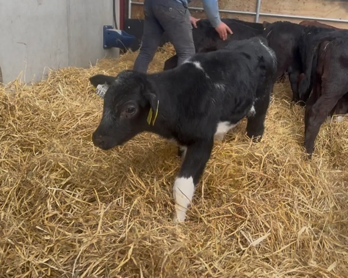 ❌ Calves ❌ - Image 1