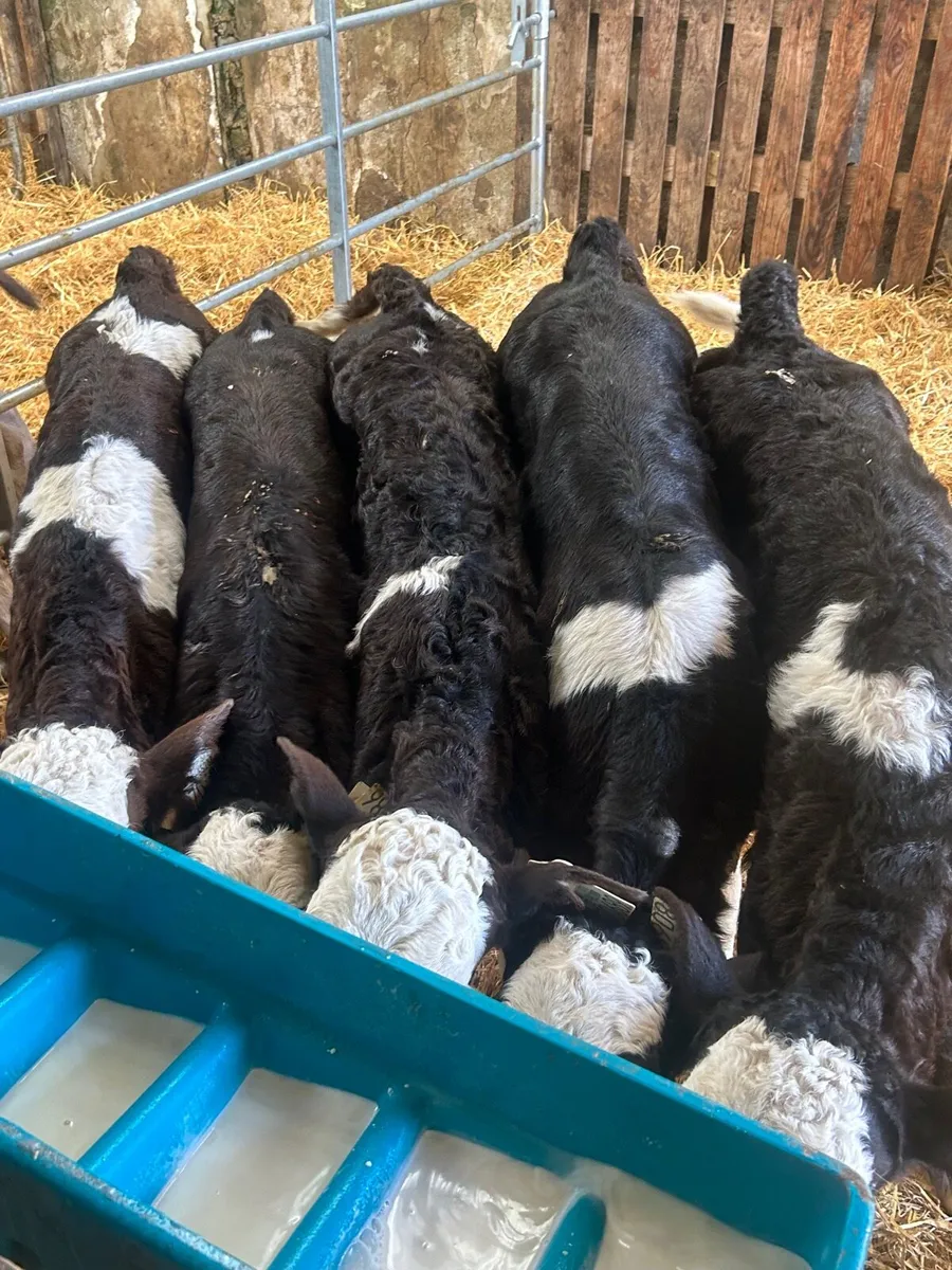 🌟5 Simmental heifer calves🌟No Moves - Image 4