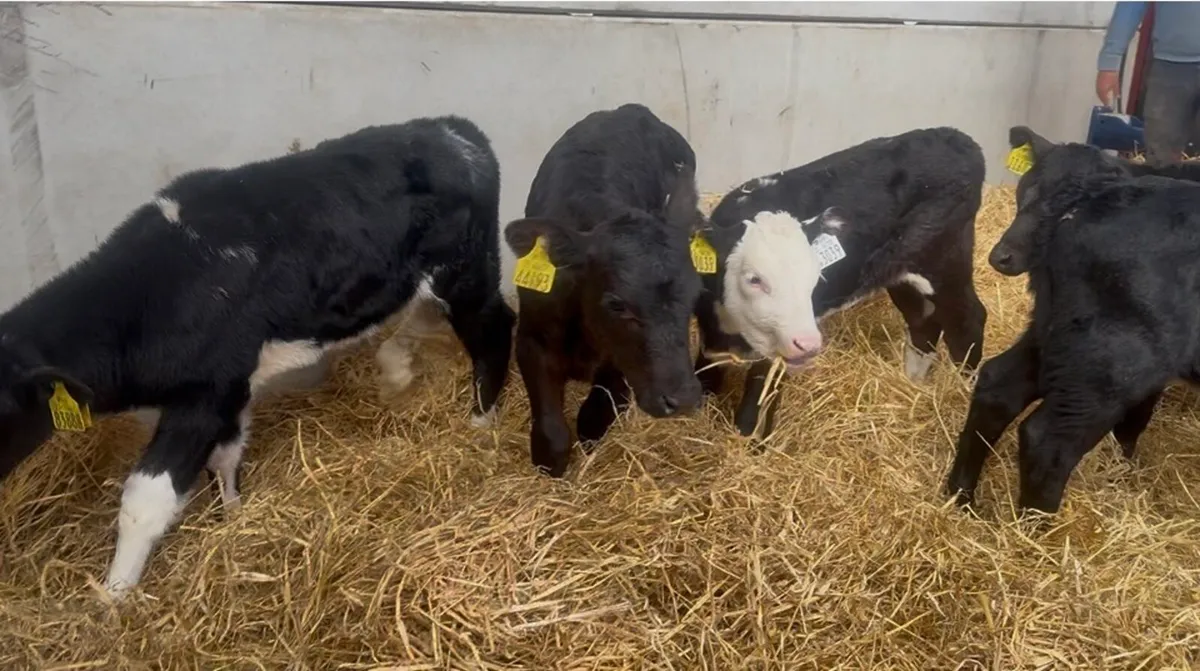 ❌ Calves ❌ - Image 3