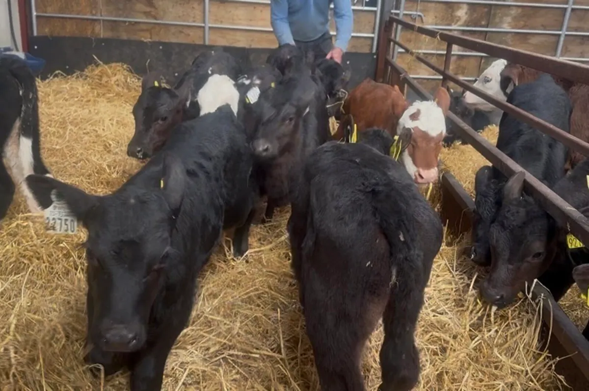 ❌ Calves ❌ - Image 2