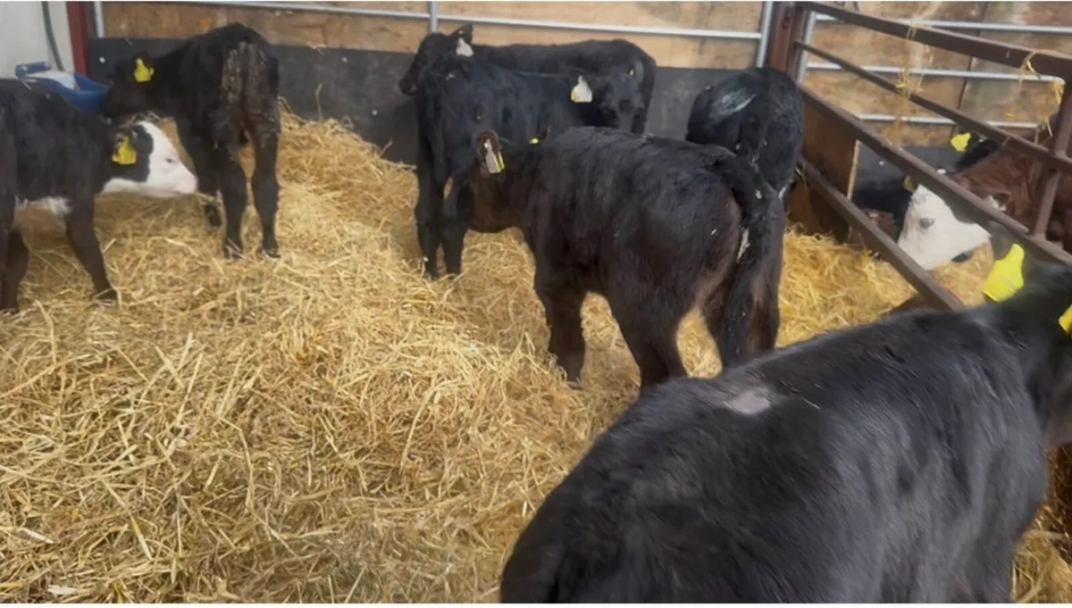 ❌ Calves ❌ - Image 4